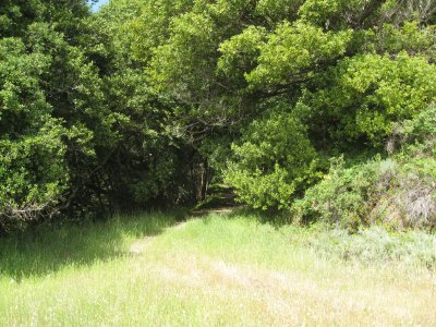 a walk on the hill above the beach