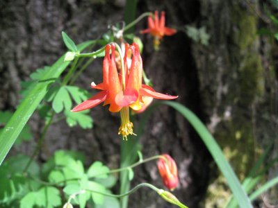 Columbine on a walk on the hill above the beach