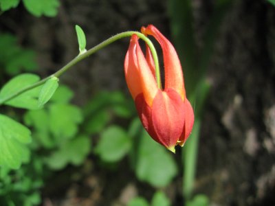 Columbine on a walk on the hill above the beach