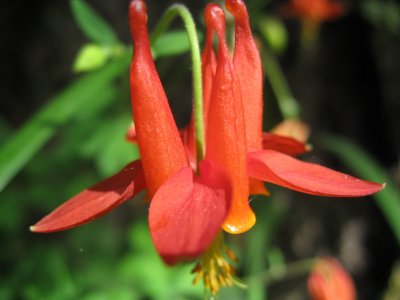  red columbine on the hill above the beach