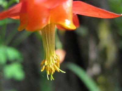 Columbine on a walk on the hill above the beach