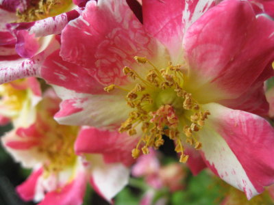 4th of july rose