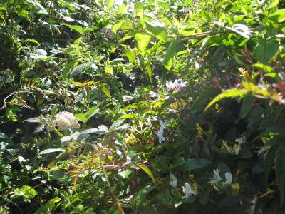 jasmine and honeysuckle