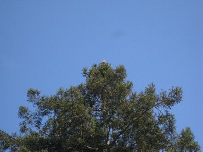 red-tail hawk