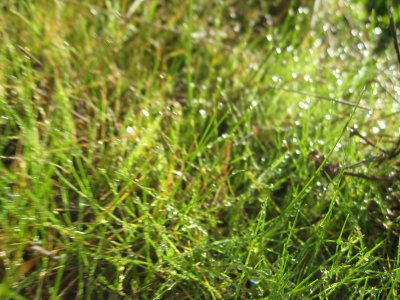 dewy grass