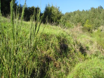 meadow