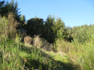meadow