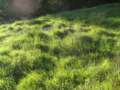meadow
