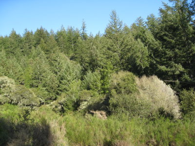 hilllside