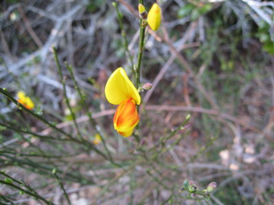 spanish broom