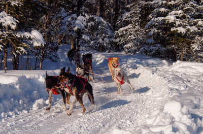 Fur Rondy Sled dog race