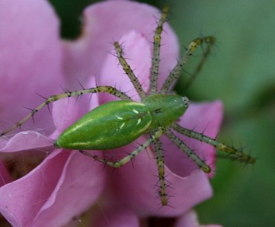 Green Lynx Spider