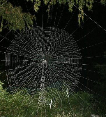 The woven part of this web is 18 feet  across ,,,2008