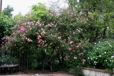 Mutabilis Rose...a very old and large rose bush
