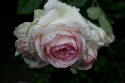 Eden....Pierre de Ronsard   A French Rose
