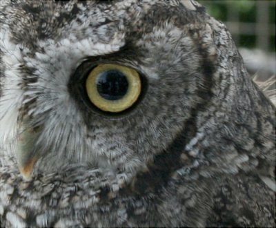 Western Screech Owl  ...very beautiful little Owl!