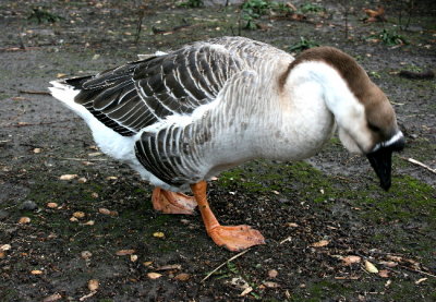 Chinese Goose