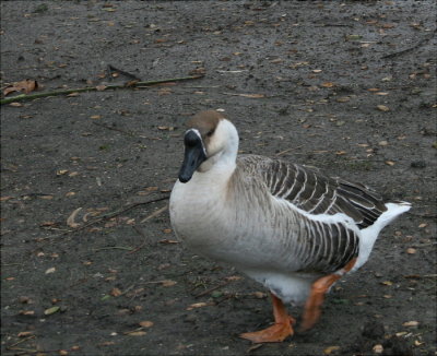  Chinese Goose