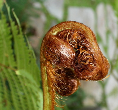 This is the fiddle head/Crozier on a Tree Fern.  The Crozier opens up and becomes a frond.