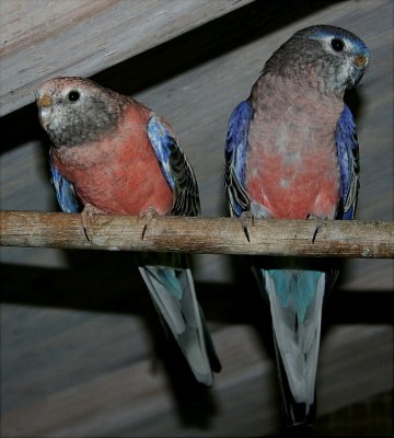 female on the left, male on the right 
