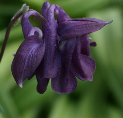 Columbine