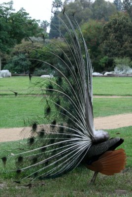Peacock.....side view