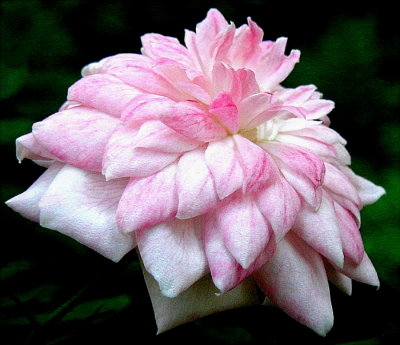  Pink Poodle ~ Miniature Rose