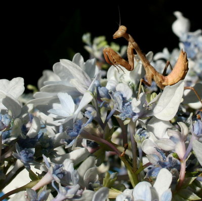Hydrangea flower with my  new Praying Mantis...a young one