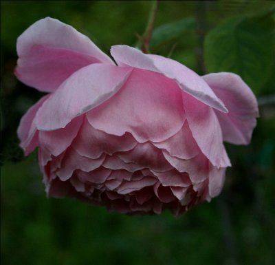 David Austin English Roses