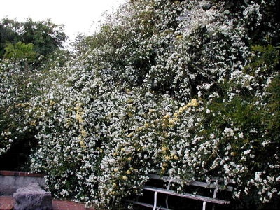 Banksia Roses
