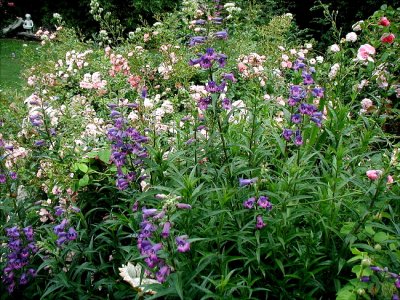 Gertude Jekyll flower bed with The Fairy rose and Penstemon