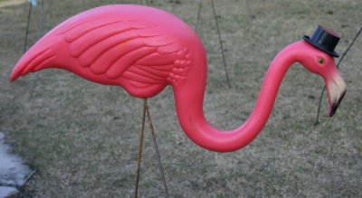 Flamingos in someone's yard for a birthday party