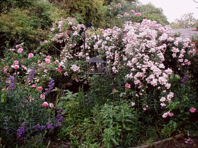 Gertrude Jekyll flower bed