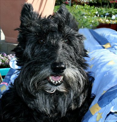 I met ~Emily~ at a plant nursery with her owner.  She is an adorable  Scotch Terrier