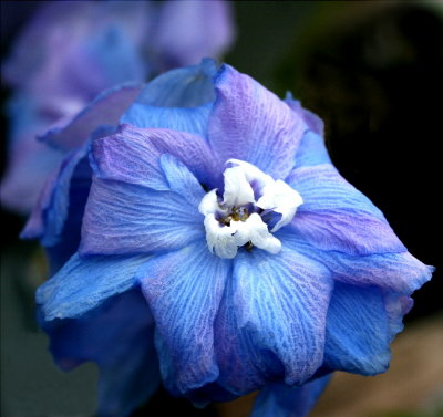 Delphinium