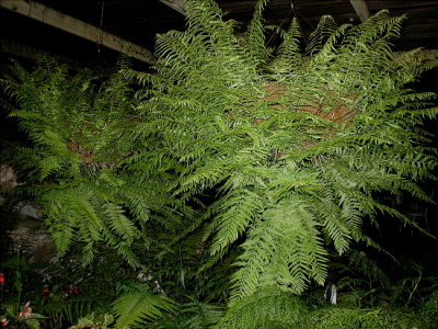 Goniophlebium subauriculatum 'Knightiae'   A very large hanging basket Fern