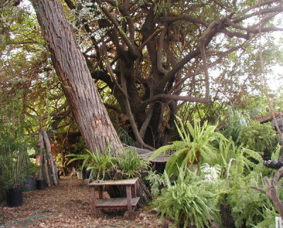 Our Wildwood Tree...in our garden...it is over 50 years old...The possums love this tree!