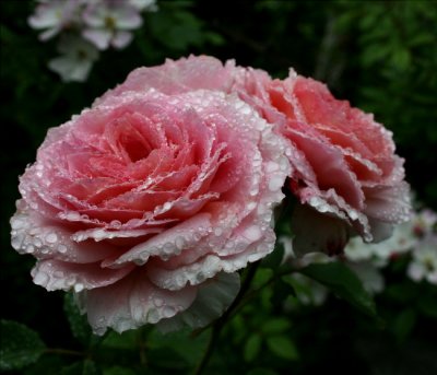  Rose...James Galway ...on a misty day
