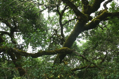 A beautiful old Oak tree with moss on the branches