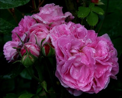  A beautiful Rose...  after a light rain