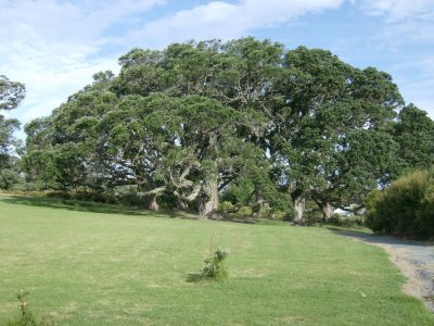 Large Pohutukawa at Leigh, near Maori marae