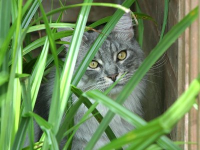 Tom in the undergrowth - August 2009