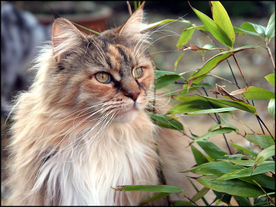 Maine Coon Cat Updates - keeping 'em coming