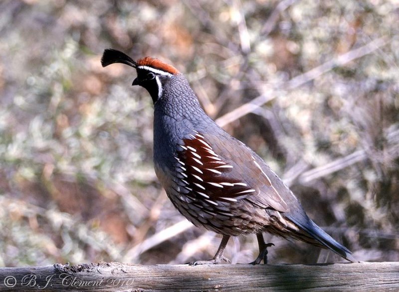 Gambles Quail