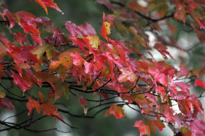 Foggy Maples