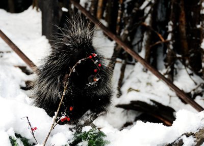 Porcupine