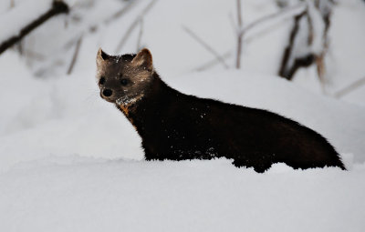 Pine Martin