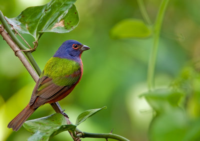 Painted Bunting