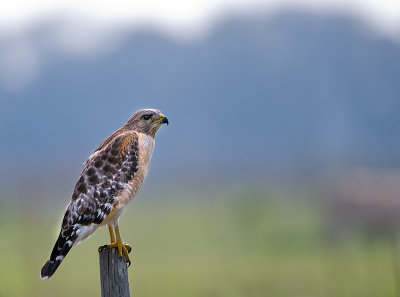 Red Shoulder Hawk