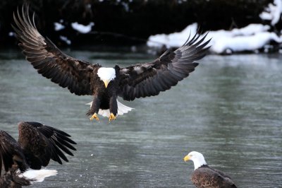 2008 Haines Alaska Bald Eagle Festival